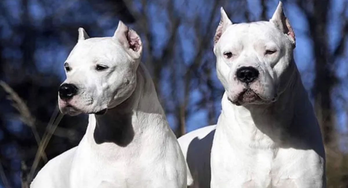 Fue atacada por dos perros dogo al entrar a la casa de sus padres y sufrió graves heridas