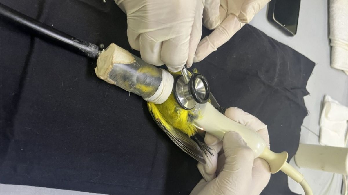 Fuente: Alianza Cardenal Amarillo PBA Fuente: Alianza Cardenal Amarillo PBA