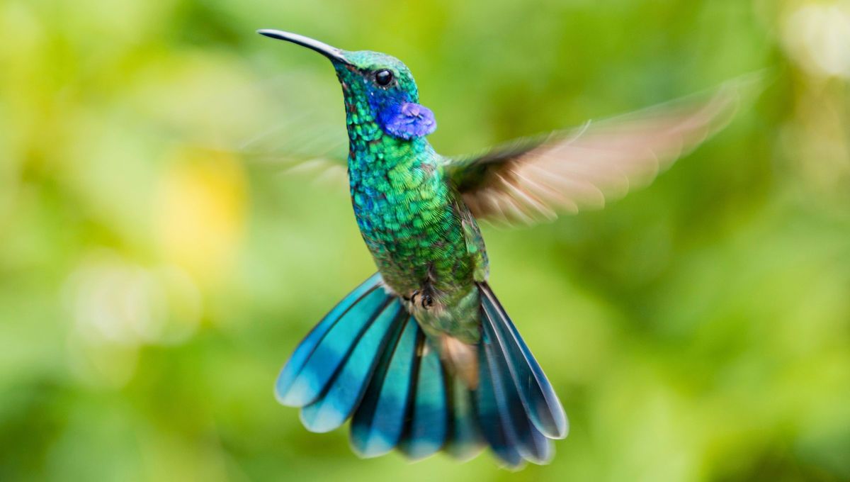 Ver un colibr&iacute; en Navidad o Nochebuena puede ser un mensaje para vos.