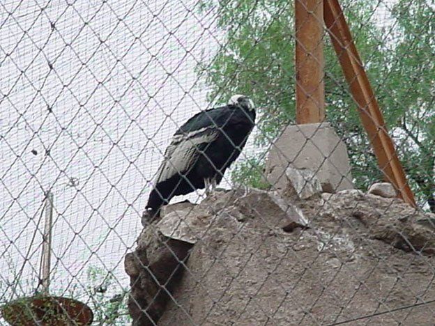 Investigan la liberación de un cóndor que estaba en rehabilitación en el Zoológico