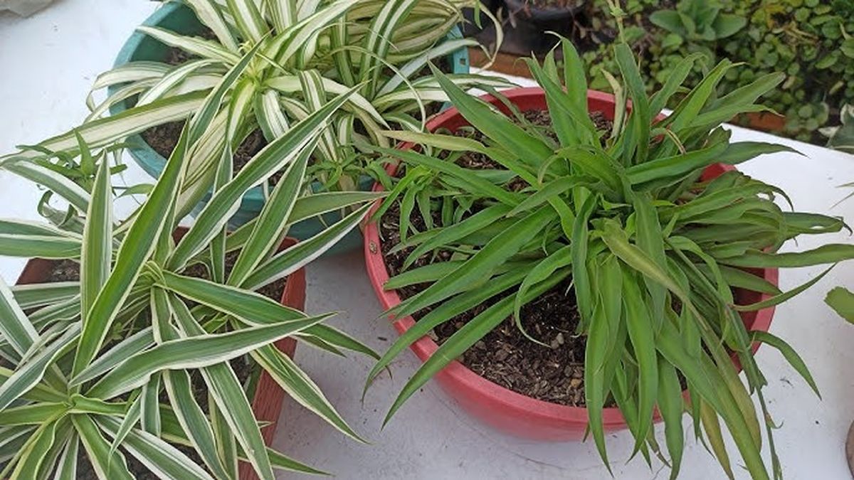 El lazo de amor es sumamente noble y produce pequeños hijos que puedes trasplantar fácilmente.