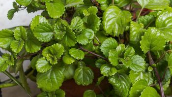 La planta de interior que atrae dinero, florece todo el año y se puede cultivar en maceta La planta de interior que atrae dinero, florece todo el año y se puede cultivar en maceta