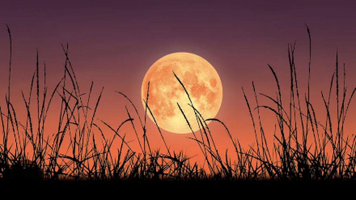 La semana próxima se verá la luna de cosecha.