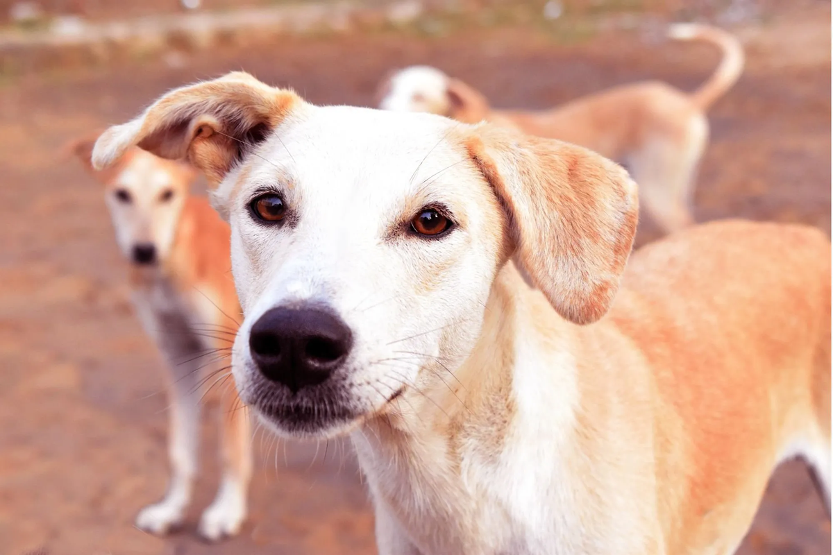 Así se calcula la edad de tus perros