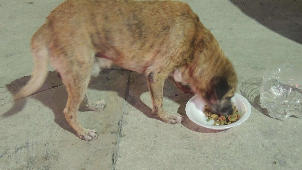 Con una bolsita de alimento en la cartera se puede contribuir al hambre de muchos callejeros