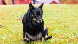 Cuando tu perro arrastra su cola, puede ser por un problema. Cuando tu perro arrastra su cola, puede ser por un problema.