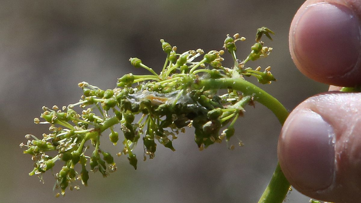 Para que el tratamiento contra la Lobesia sea más efectivo, Iscamen recordó la importancia del trabajo intrafinca de los productores, cuando los brotes de la vid alcancen los 7 cm. Para que el tratamiento contra la Lobesia sea más efectivo, Iscamen recordó la importancia del trabajo intrafinca de los productores, cuando los brotes de la vid alcancen los 7 cm.