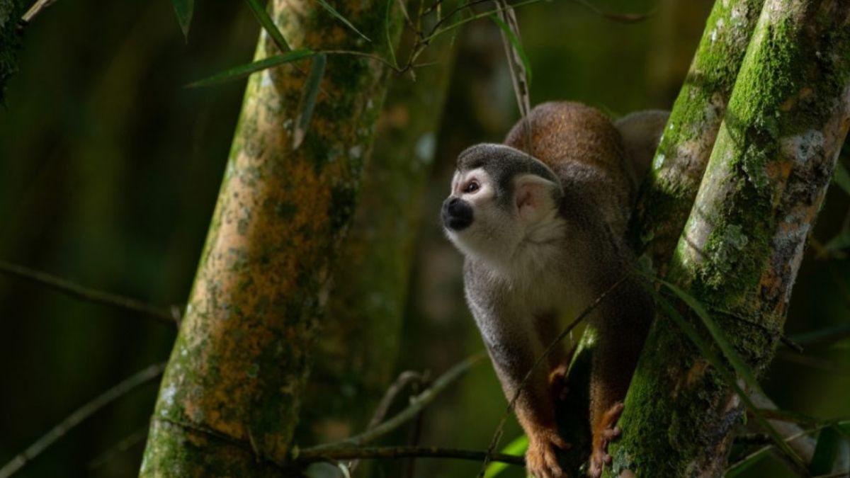 Lo central será discutir qué ocurrirá si Ecuador vota a favor de poner fin a las actividades petroleras en el bloque. (Foto: Flor Ruiz)