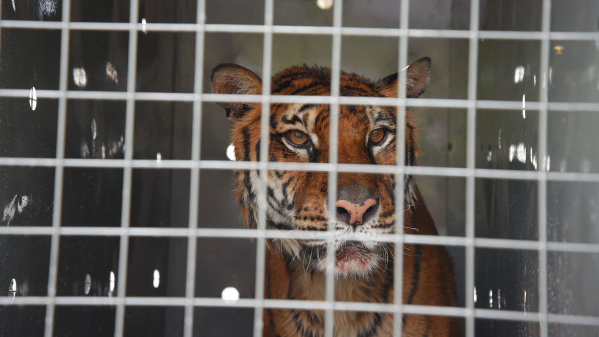 La tigresa Lucy también fue trasladada desde el Ecoparque a una reserva de los Estados Unidos. La tigresa Lucy también fue trasladada desde el Ecoparque a una reserva de los Estados Unidos.