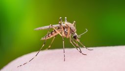 El último país del mundo sin mosquitos ha sido invadido. Imagen: Freepik.. El último país del mundo sin mosquitos ha sido invadido. Imagen: Freepik..