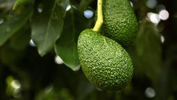 Aprendé a cuidar tu árbol de palta. Aprendé a cuidar tu árbol de palta.