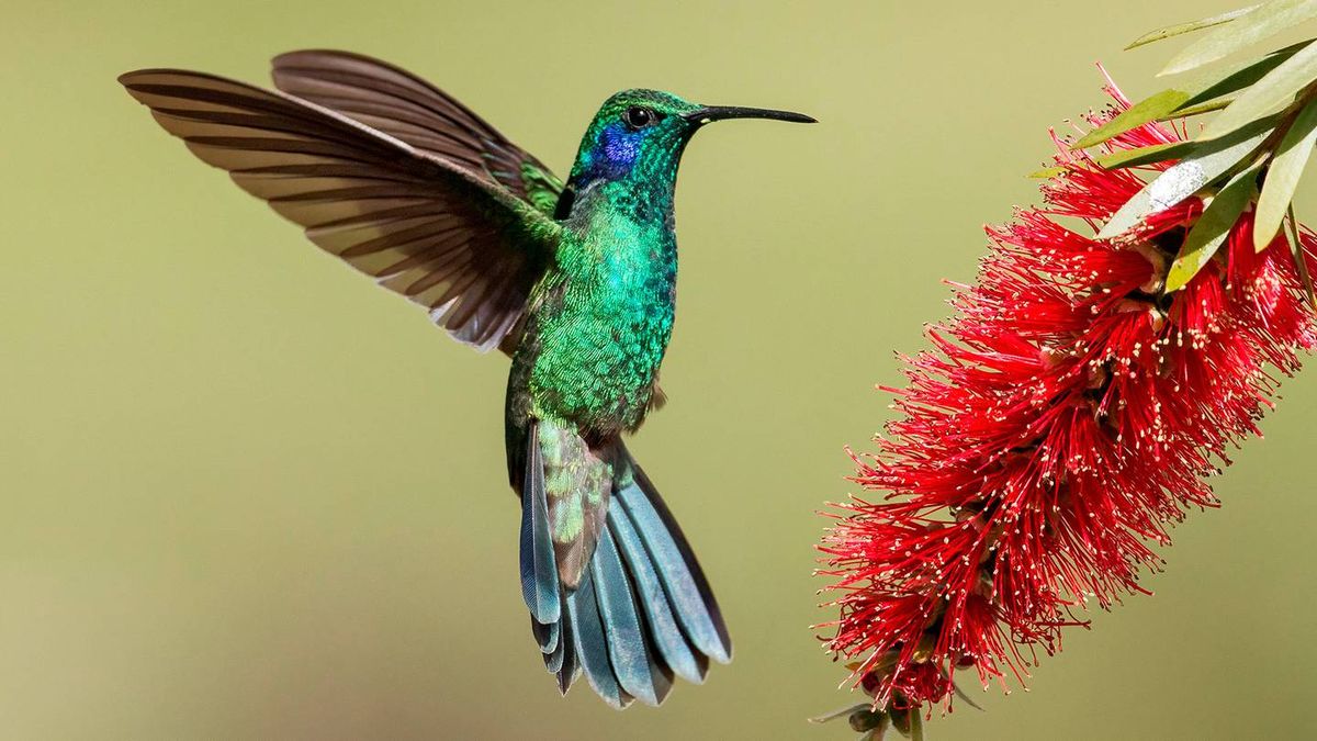 La visita de un colibrí en tu jardín o casa está asociado a la buena suerte o cuestiones positivas. 