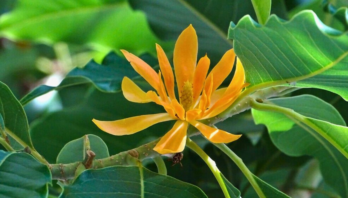 El árbol que se puede cultivar en maceta y deja un agradable aroma en el patio