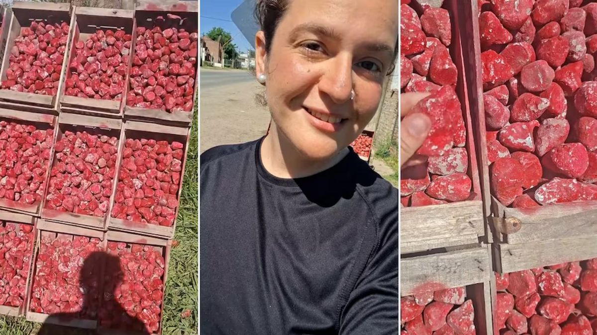 ¿Frutillas? Una joven TikToker frenó en el medio de la ruta para comprar frutillas, pero cuando se acercó no era lo que esperaba. ¿Frutillas? Una joven TikToker frenó en el medio de la ruta para comprar frutillas, pero cuando se acercó no era lo que esperaba.