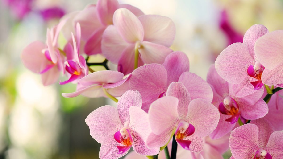 Esto debes hacer con tus orquídeas para que florezcan todo el año.