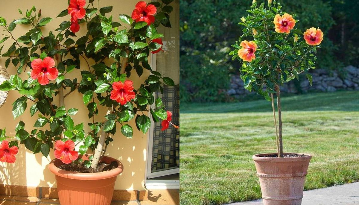 Esta planta se puede cultivar como árbol o arbusto en maceta.