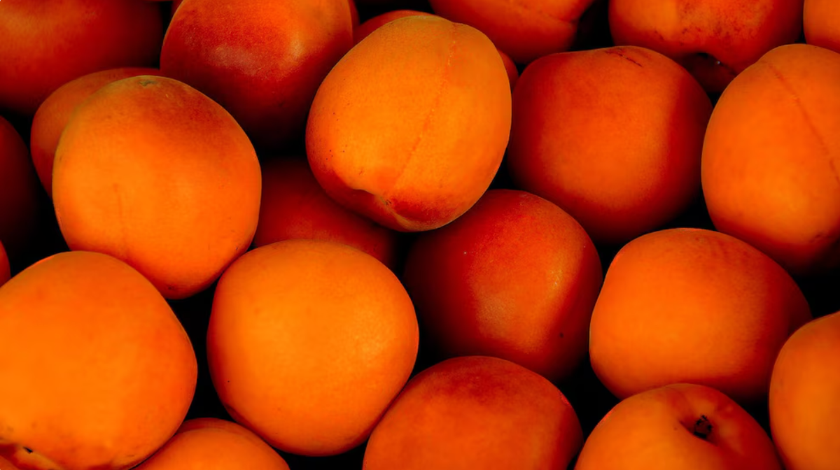 El damasco se puede encontrar fresco, seco o enlatado en mercados, puestos callejeros y tiendas de productos naturales. El damasco se puede encontrar fresco, seco o enlatado en mercados, puestos callejeros y tiendas de productos naturales.