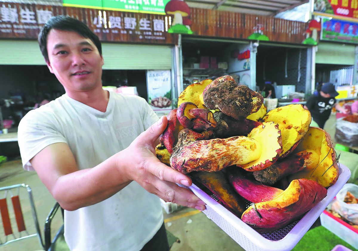 Un comerciante exhibe hongos silvestres frescos de boleto cetrino, o jianshouqing, que son comestibles pero deben cocerse completamente, en un mercado de la provincia de Yunnan. YANG ZHENG / PARA CHINA DAILY.