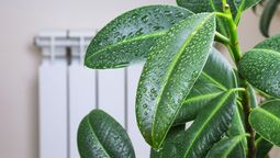 que plantas frenan el moho y la humedad en la casa