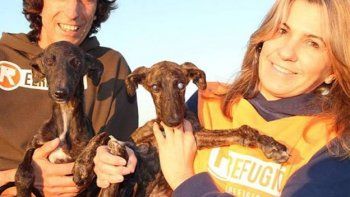 Emocionante: un galgo protege y guía a su hermana ciega hasta ser rescatados