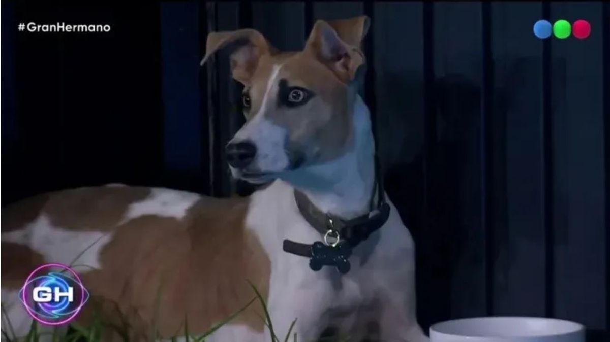 Gran Hermano: aparecieron los dueños de Arturo, el perro que está en la casa. Gran Hermano: aparecieron los dueños de Arturo, el perro que está en la casa.