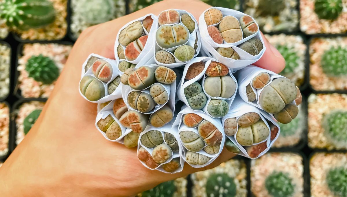 Es una planta que casi no ocupa espacio, ideal para un cuarto o departamento pequeño Es una planta que casi no ocupa espacio, ideal para un cuarto o departamento pequeño