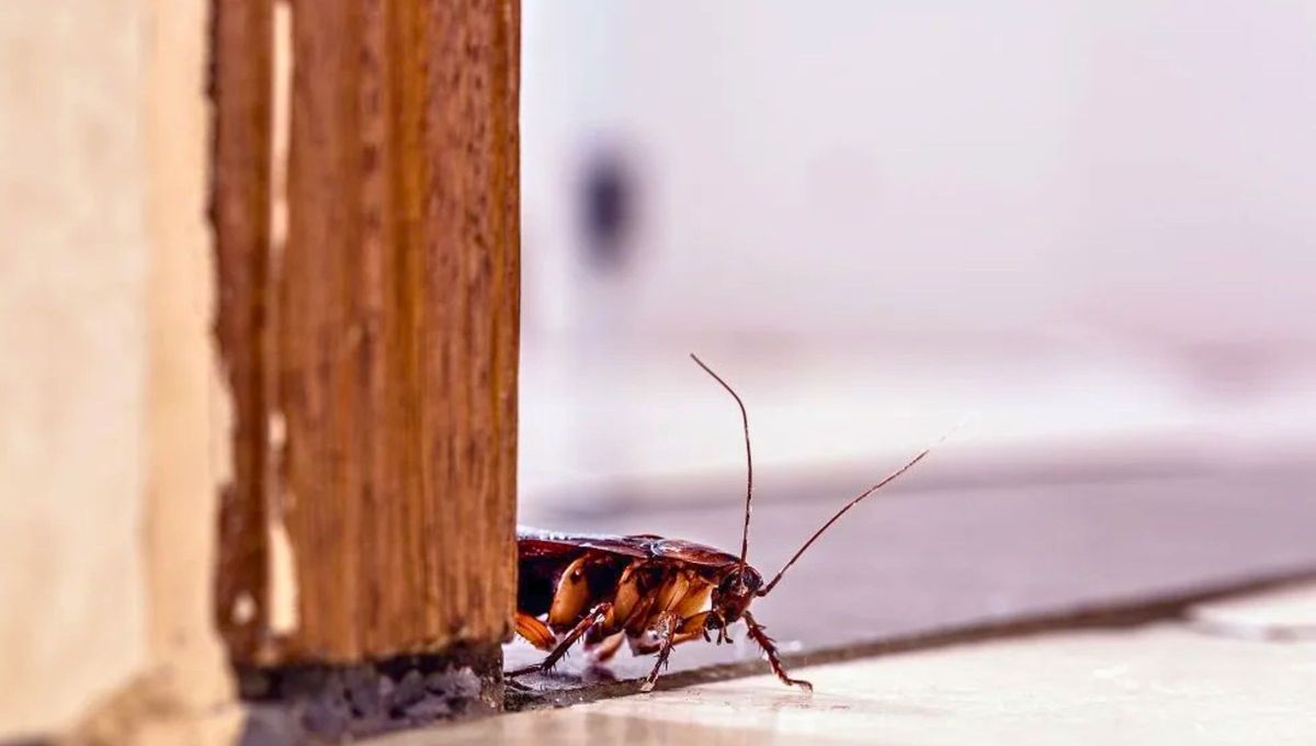 Las cucarachas son insectos muy ingeniosos que pueden vivir, comer y reproducirse en tu casa sin que tu lo sepas. Fuente: Canva. Las cucarachas son insectos muy ingeniosos que pueden vivir, comer y reproducirse en tu casa sin que tu lo sepas. Fuente: Canva.