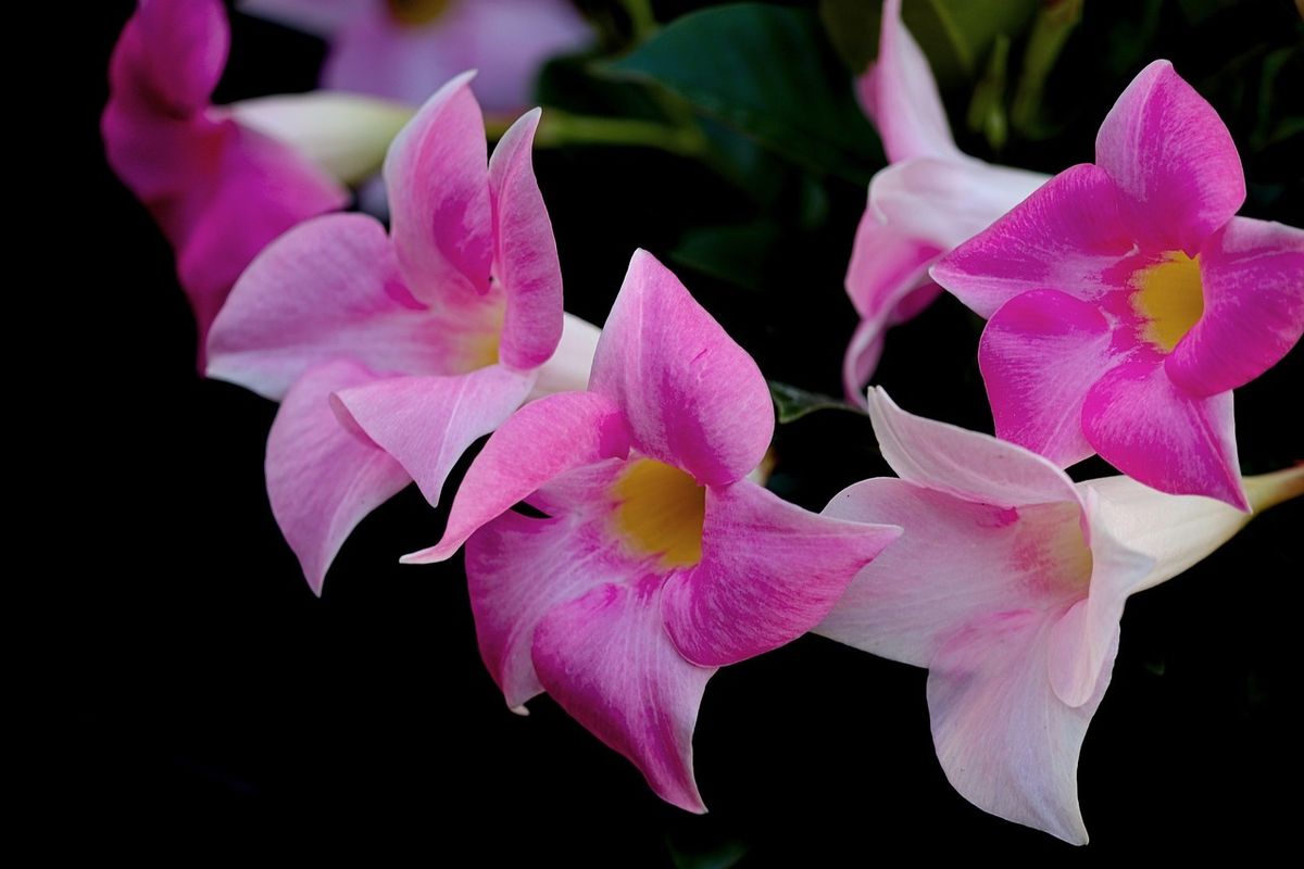 Las flores de esta planta trepadora pueden ser blancas, rojas o rosa. Imagen: Freepik Las flores de esta planta trepadora pueden ser blancas, rojas o rosa. Imagen: Freepik