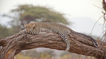 Hallaron a un leopardo atrapado en un pozo y lo salvan con ingenio