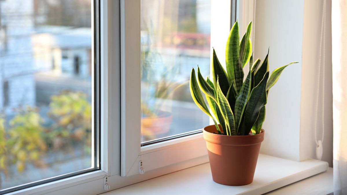 Gracias a este truco de jardinería, tu sansevieria estará radiante. Gracias a este truco de jardinería, tu sansevieria estará radiante.