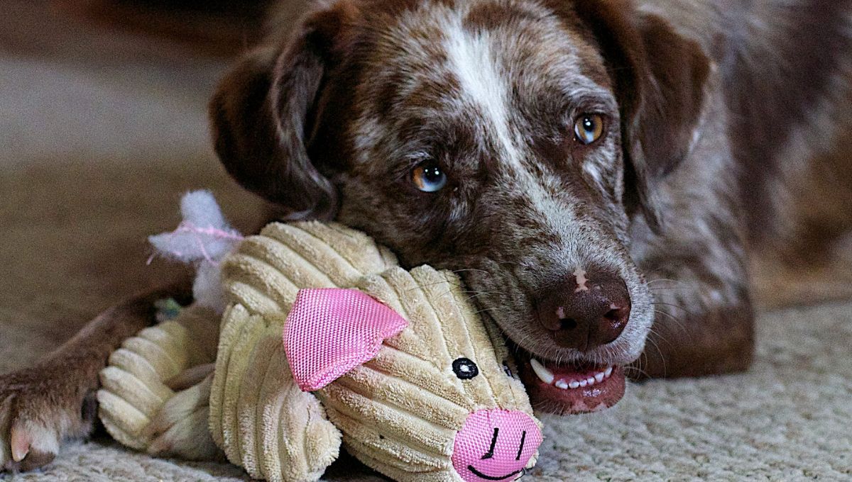 Juguetes de perro. Juguetes de perro. 