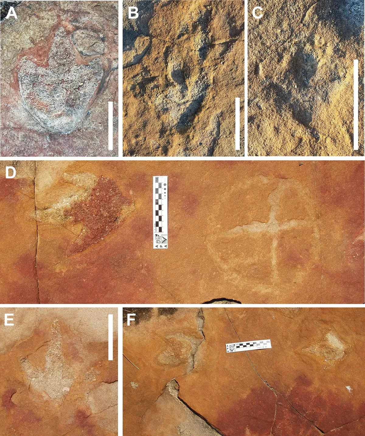 Descubrimiento en Brasil revela lo impensado: hace 9 mil años ya se sabía de los dinosaurios