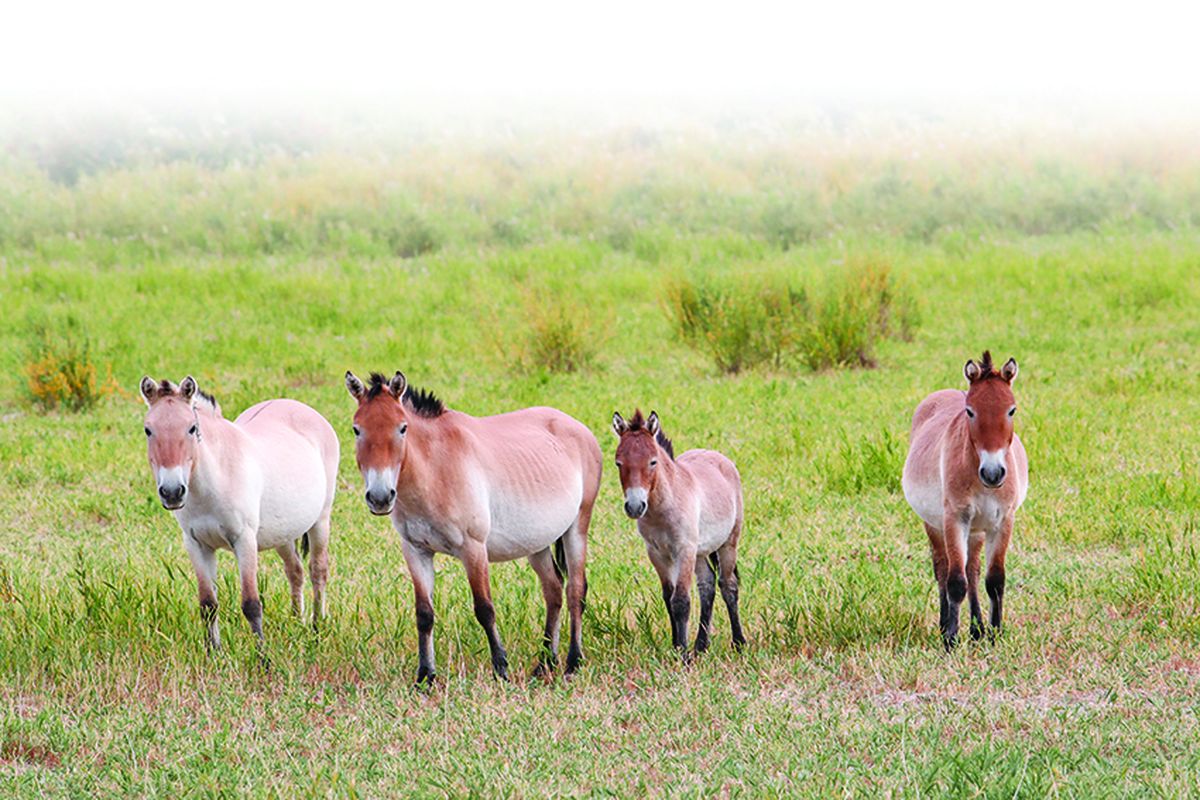 La población del caballo de Przewalski en China superó los 900 ejemplares, lo que representa aproximadamente un tercio del total mundial. PARA USO DE CHINA DAILY.