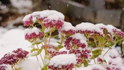 Existen plantas que soportan temperaturas bajas, por lo que son perfectas para cultivarlas en el jardín.