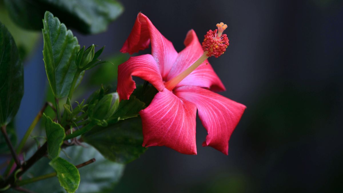 Mejor que la lavanda: la elegante planta de flores comestibles que no demanda cuidados de jardinería exigentes