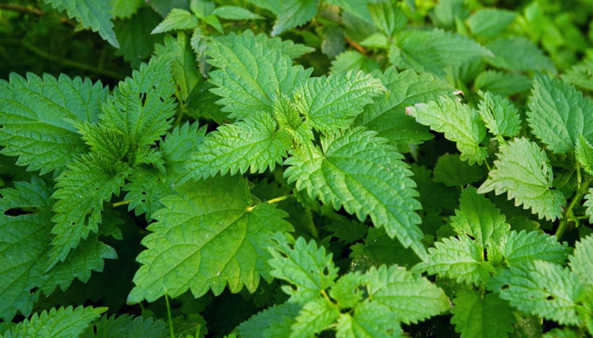 La famosa planta medicinal que te ayudará a combatir y eliminar el estreñimiento La famosa planta medicinal que te ayudará a combatir y eliminar el estreñimiento