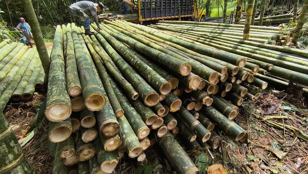 El país de América del Sur que cambia la construcción gracias a un material milenario mega resistible: más que el acero