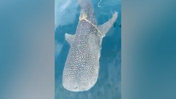 Video: un tiburón ballena pidió ayuda para liberarse a unos pescadores