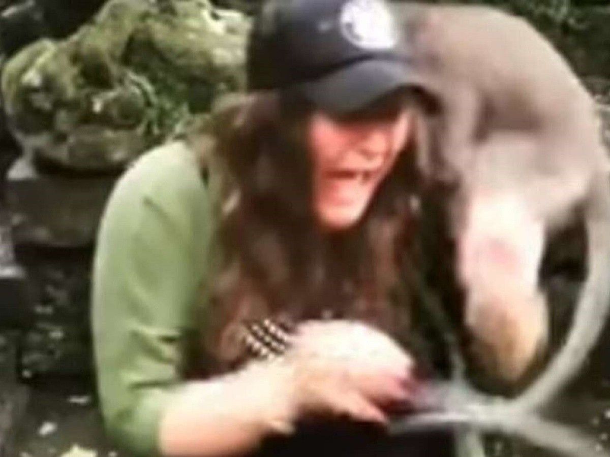 Le salió mal la broma. Video: se hizo la graciosa con un monito bebé y apareció la madre y la atacó.