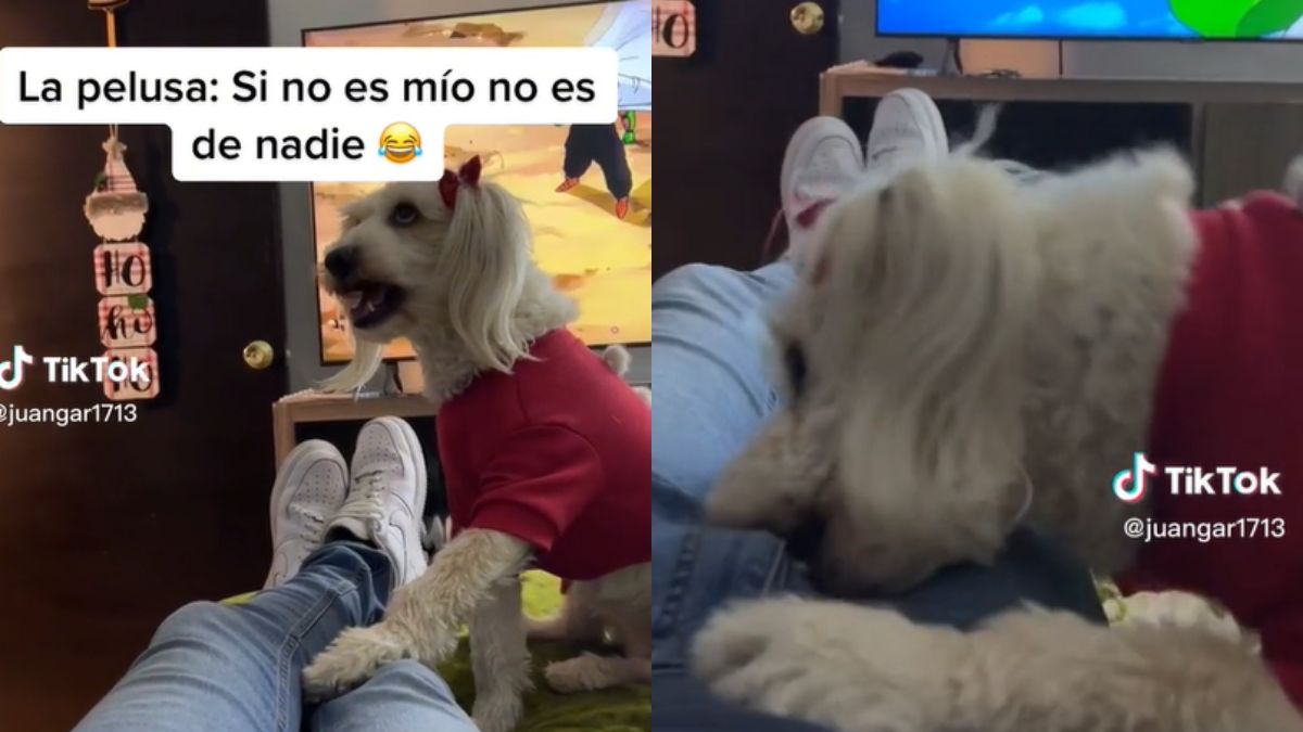 Una pelea entre una mujer y un perro se hizo viral en Tiktok y casi termina de la peor manera