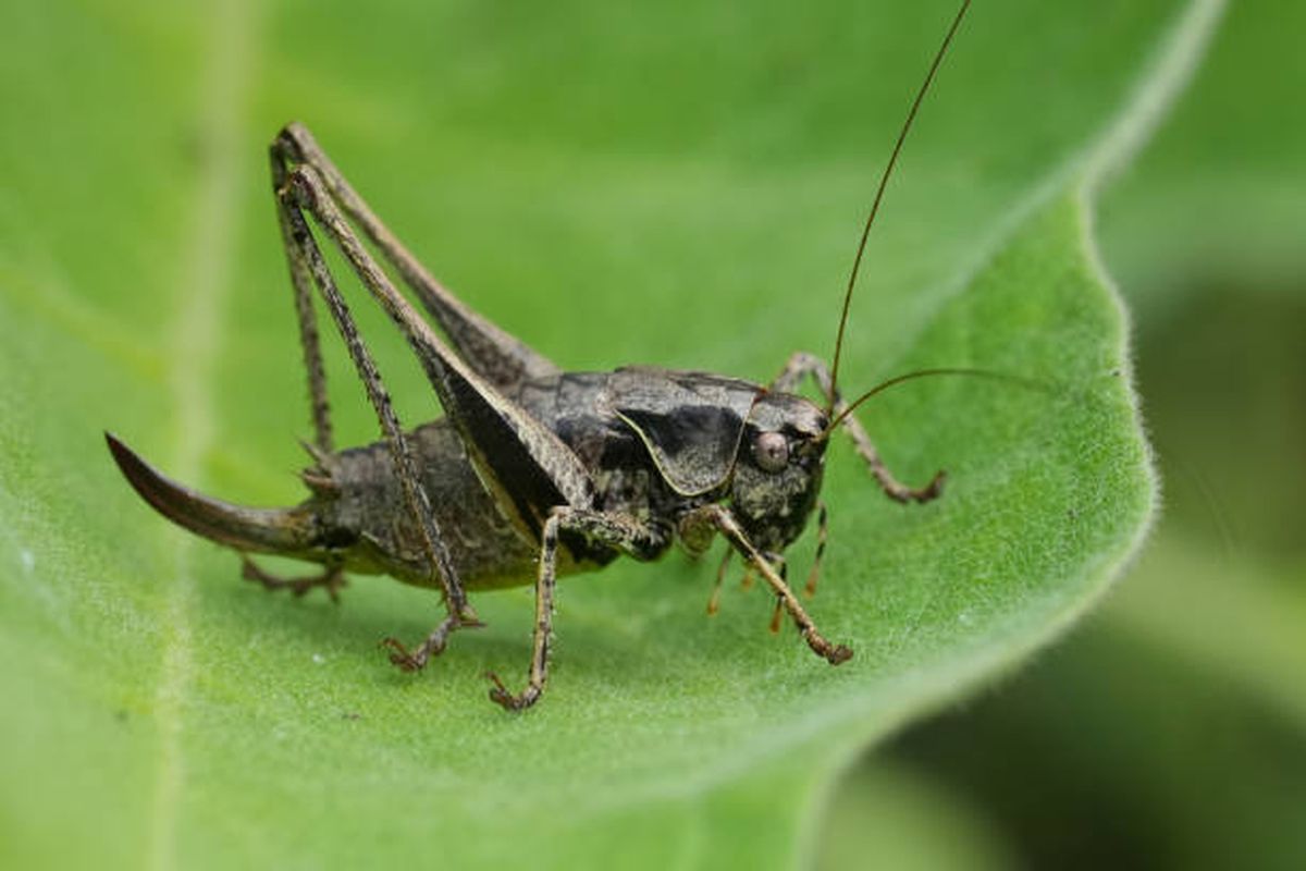 Esto significa escuchar cantar o ver grillos en el jardín. Esto significa escuchar cantar o ver grillos en el jardín.