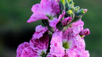 Ni petunias, ni margaritas: la planta resistente y aromática que es furor entre los amantes de la jardinería Ni petunias, ni margaritas: la planta resistente y aromática que es furor entre los amantes de la jardinería
