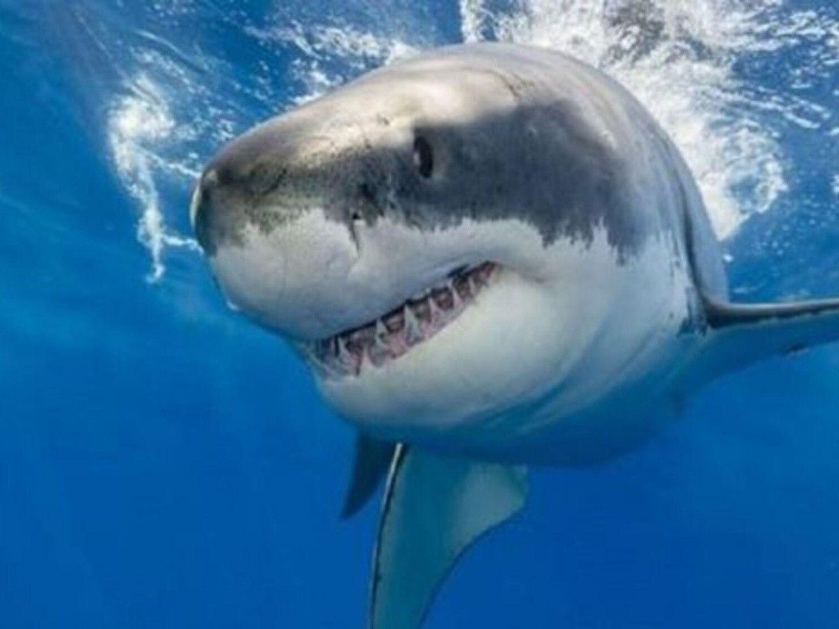 Feroz ataque. Jugaba en la playa con su papá y un tiburón le comió la pierna.