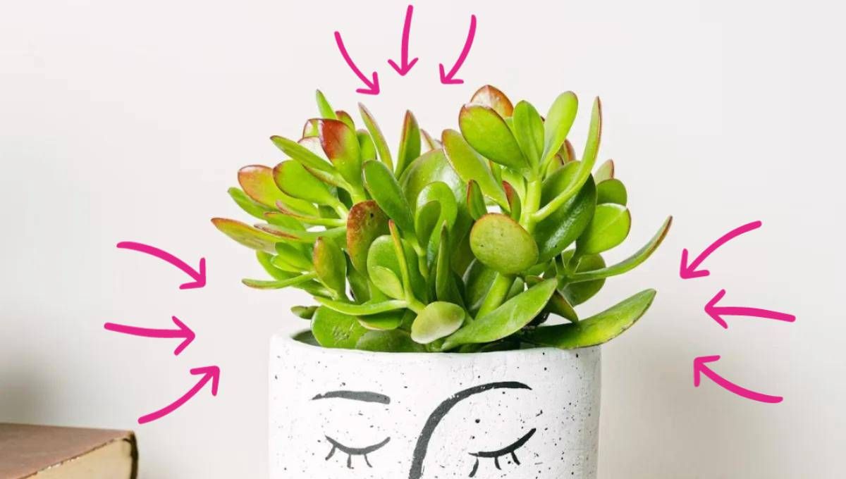 Cómo cuidar tu árbol de jade