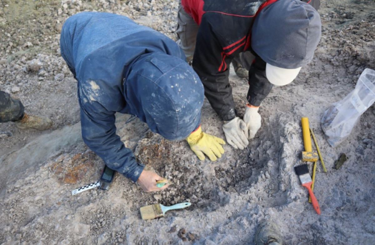Descubrimiento de un milenario fósil en Chubut evidencia antigua fusión entre dos continentes Descubrimiento de un milenario fósil en Chubut evidencia antigua fusión entre dos continentes