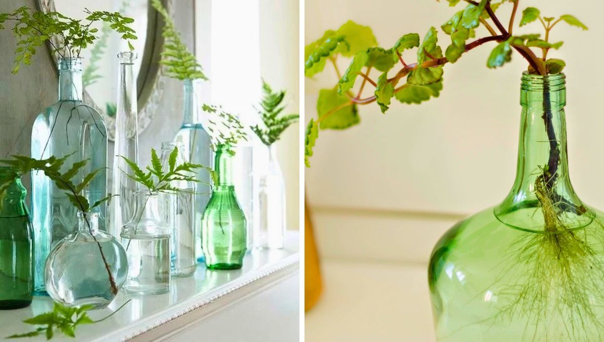 El boom de las plantas en el agua, sobre todo en una damajuana ha ganado terreno en el mundo de la jardinería. El boom de las plantas en el agua, sobre todo en una damajuana ha ganado terreno en el mundo de la jardinería.