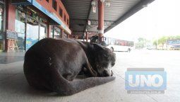 UTA confirmó que el 6 de abril paralizará el transporte público