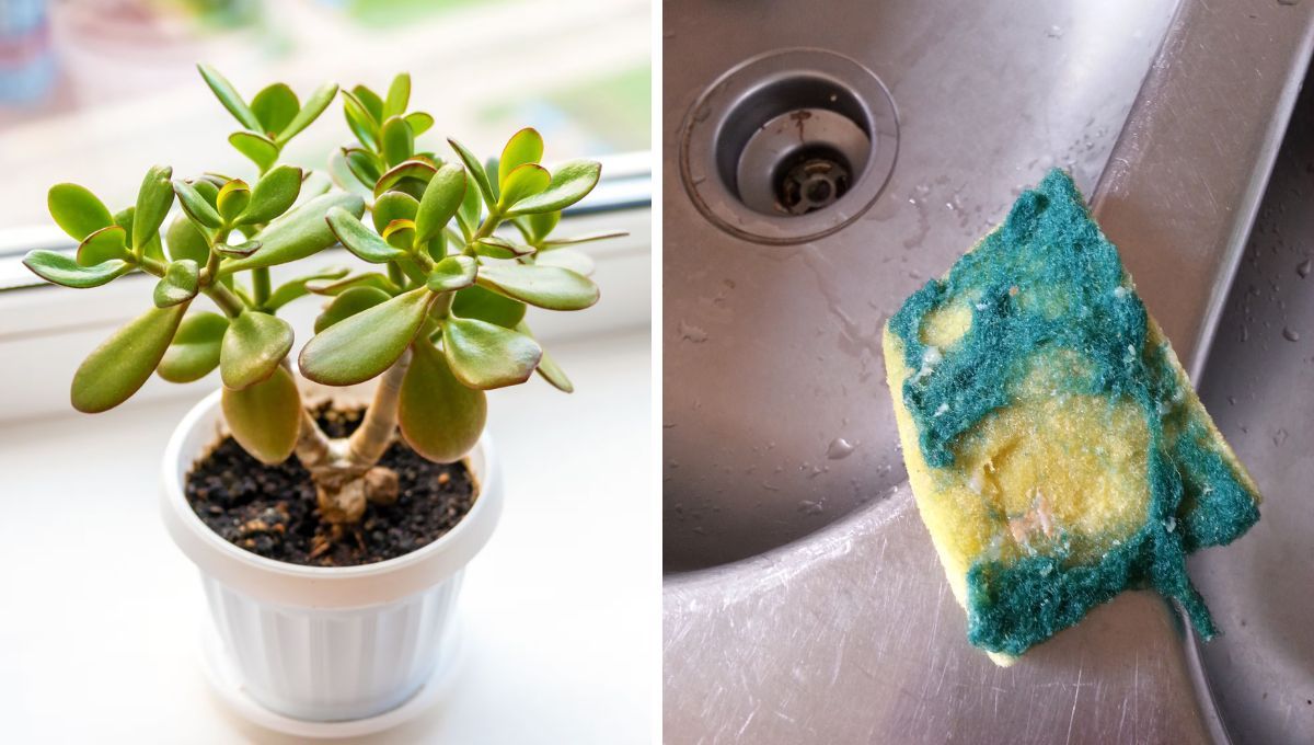 Recicla las esponjas viejas de la cocina y úsalas en tu árbol de Jade