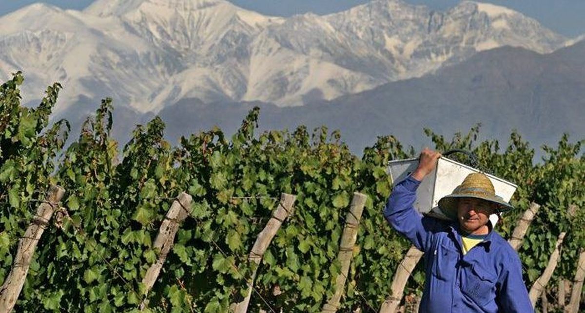 Los productores mendocinos atraviesan su tercer año con precios de la uva por debajo de los costos reales de producción. Los productores mendocinos atraviesan su tercer año con precios de la uva por debajo de los costos reales de producción.