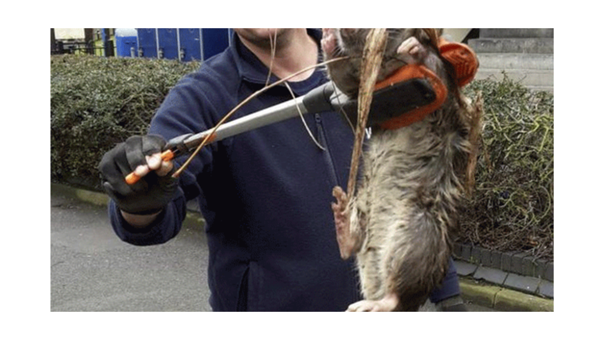 La foto de la rata gigante ¿una gran mentira?